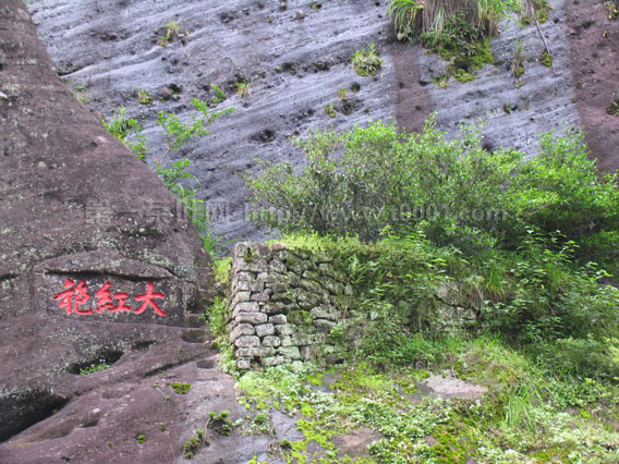 “大红袍”身世大揭密