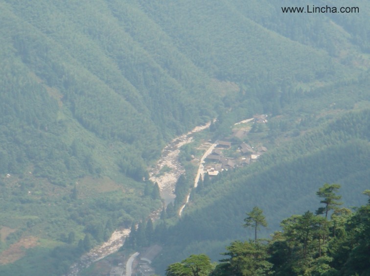 武夷山桐木关红茶:正山小种、金骏眉、银骏眉