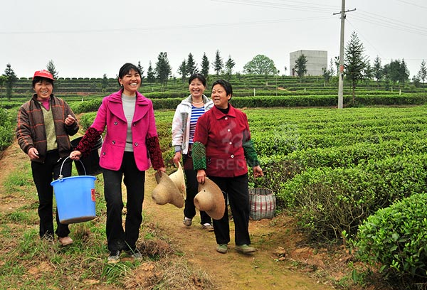 茶农风采