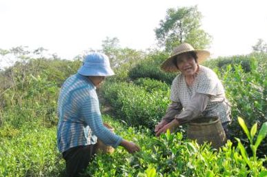 和茶农一起采秋茶