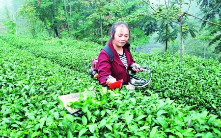 四川筠连茶农精细化管理茶园