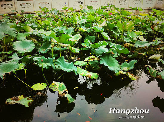 西湖：浪漫赏月最宜秋天