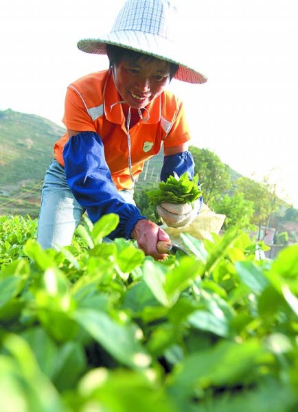 安溪铁观音传统手工制茶 巧揉妙焙出奇香(图)