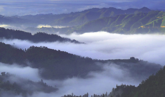 雷公山银球茶