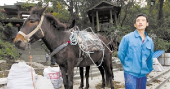 每天背1.5万斤青石上山 12头骡来杭打短工美化西湖