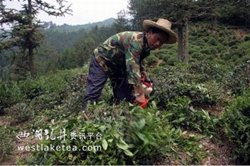 休宁新安源白茶基地茶农精心呵护白茶幼苗