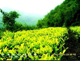 保靖夯沙推广黄金茶种植 茶农走出致富路