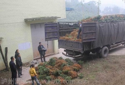 纳溪上马镇茶农冬日种茶火热开展中