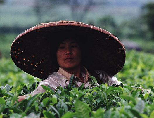 铁观音贺：安溪县饮香茶叶专业合作社