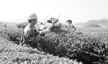 建瓯桂林村茶农用采茶机修剪茶枝