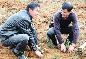 天峰茶业指导茶农种植台湾新茶树品种