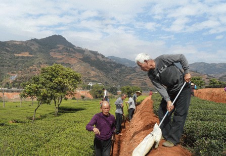 安溪县茶农春季茶园管理除草筑坝