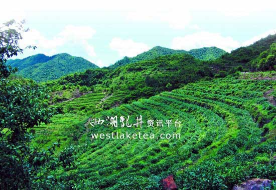 安溪铁观音有机茶园：让茶树改“喝”豆浆长大