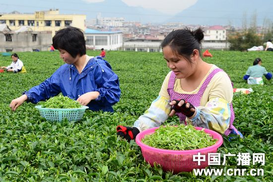 广西昭平茶农赶采“春分”茶_央广独家_中国广播网(组图)