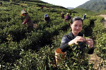 （2）有机白茶成为靖安农民增收新亮点