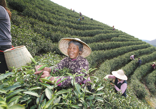 安吉白茶昨开采