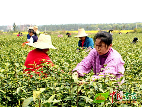 吉水丁江镇白茶基地春茶开采 茶农赶采明前茶