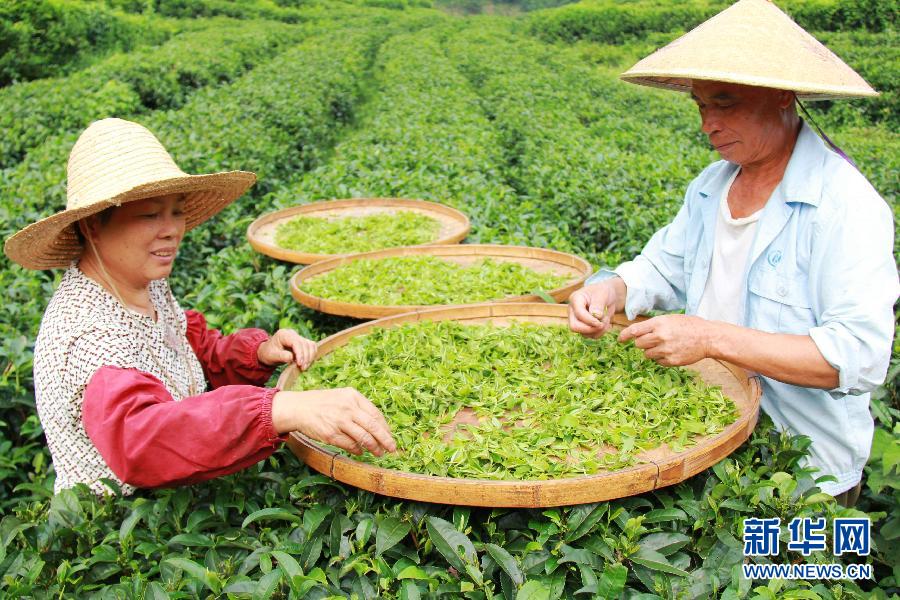 “立秋”节气 广西茶农采茶忙