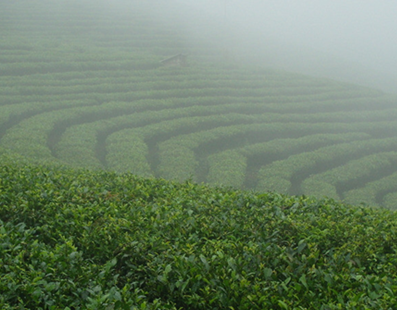 记忆里的茶