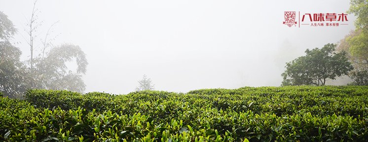 福鼎白茶披着神话的霓裳