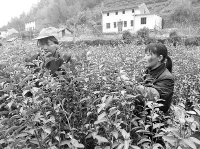 祁门红茶开采(图)