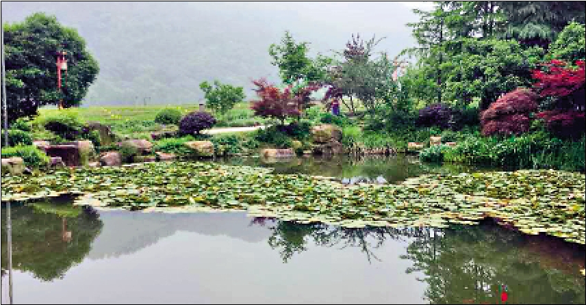 西湖龙井村（摄影）杨芳菲