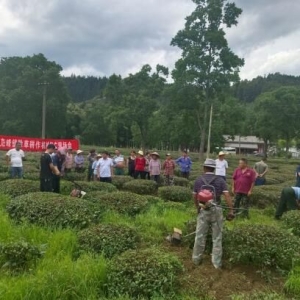 祁门县凫峰镇：机械强农 助推茶园绿色防控