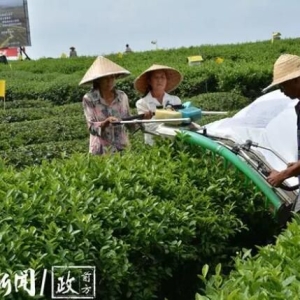 10年前种下茶树 岚头镇的幸福变迁