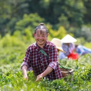 江西万安：夏日采茶忙