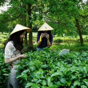 英德红旗茶厂，“小茶叶”撬动“大产业”