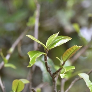 茶行业：消化过剩产能的过程，会非常痛苦！