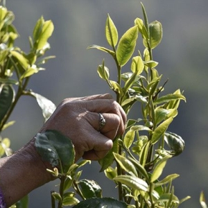 普洱茶投资分析：原料一万，茶三千，这样的名山古寨茶不可能是正品 ...