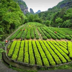 武夷山：科技特派员，帮茶农种好茶