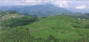 “正安县朝阳茶叶”：一杯醇香茶，品出自然好味道