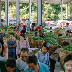 “村”意盎然的中国，单日交易额超百万的茶青村市